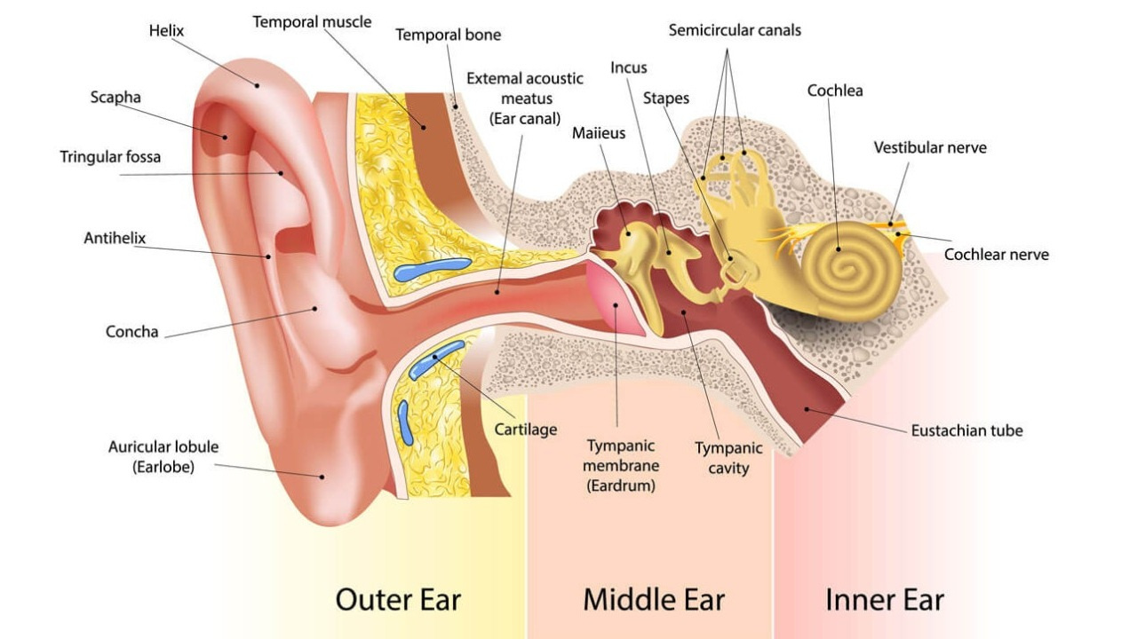 Anatomical structure of the human ear.