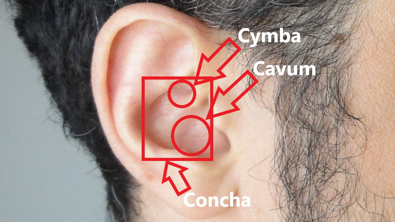 Concha of a human auricle.