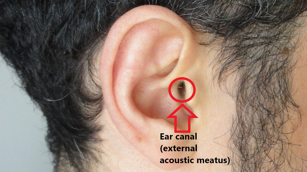 Ear canal (external acoustic meatus).