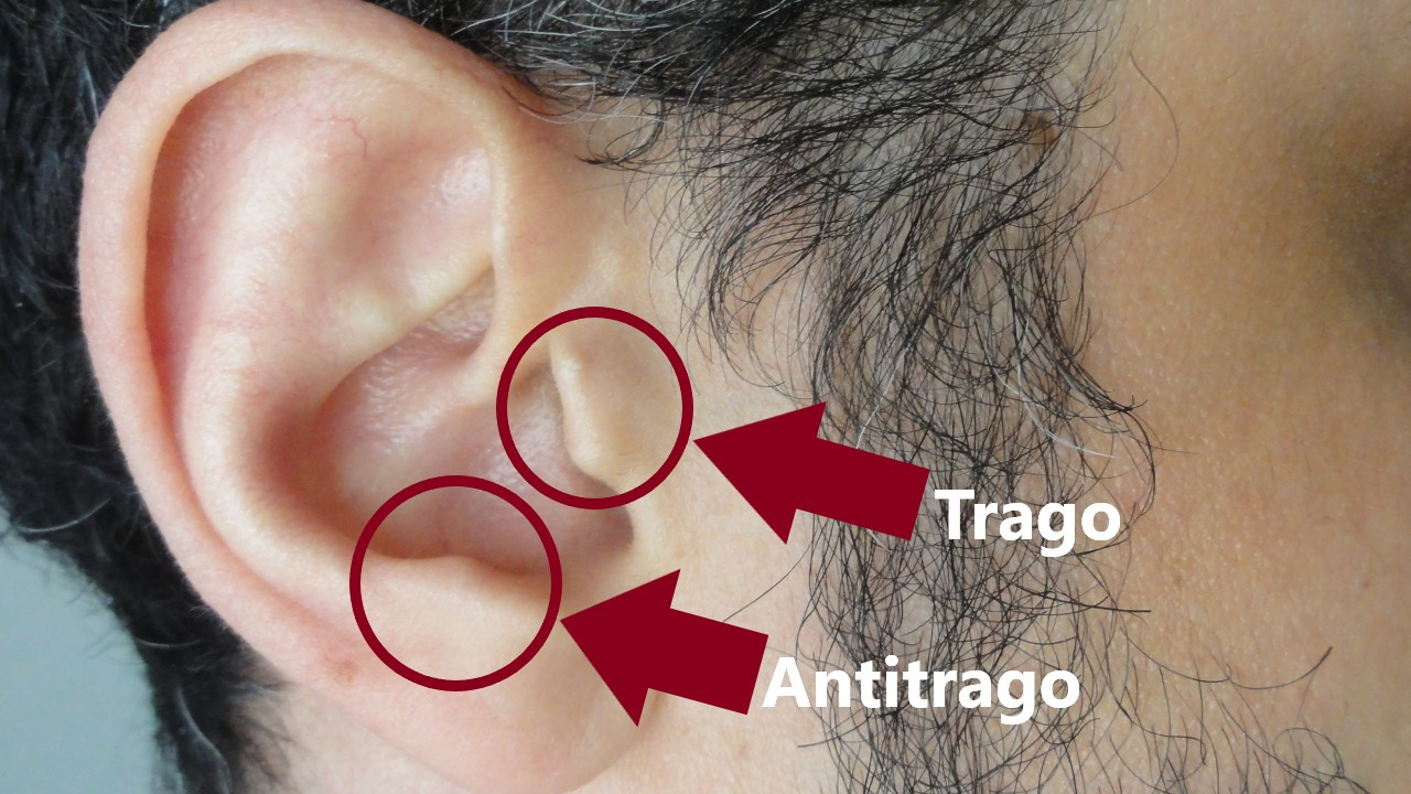 Trago e antitrago do pavilhão auditivo.