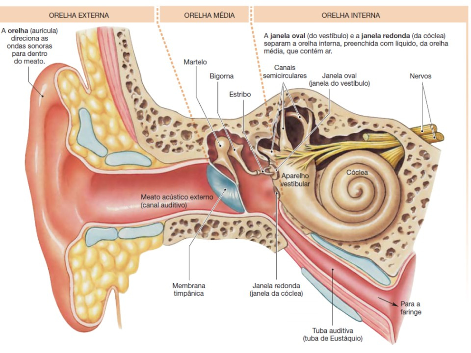 Estrutura anatômica da orelha humana.